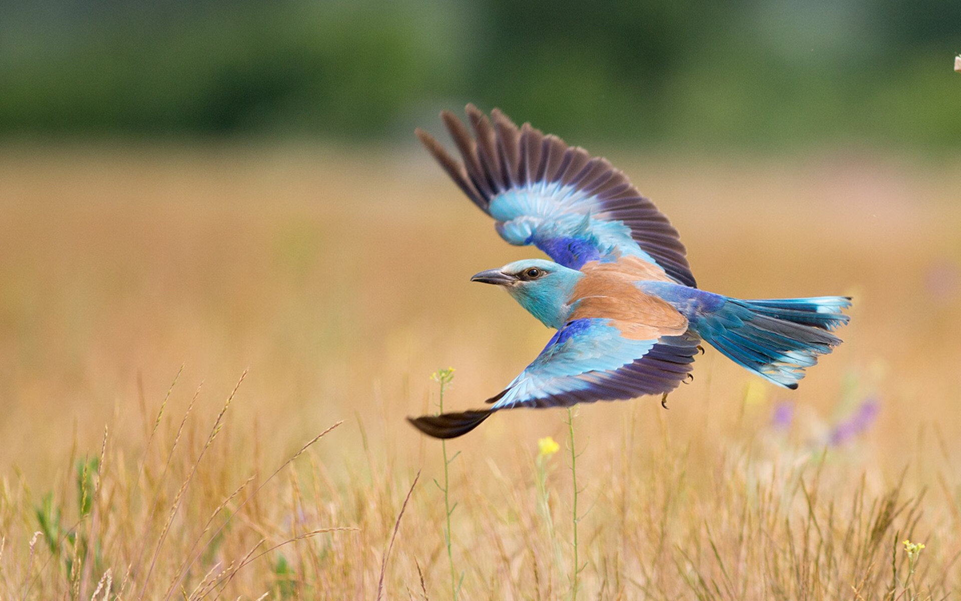 午夜灯塔，伊布43码外的流星与比利时人破碎的黄金时代