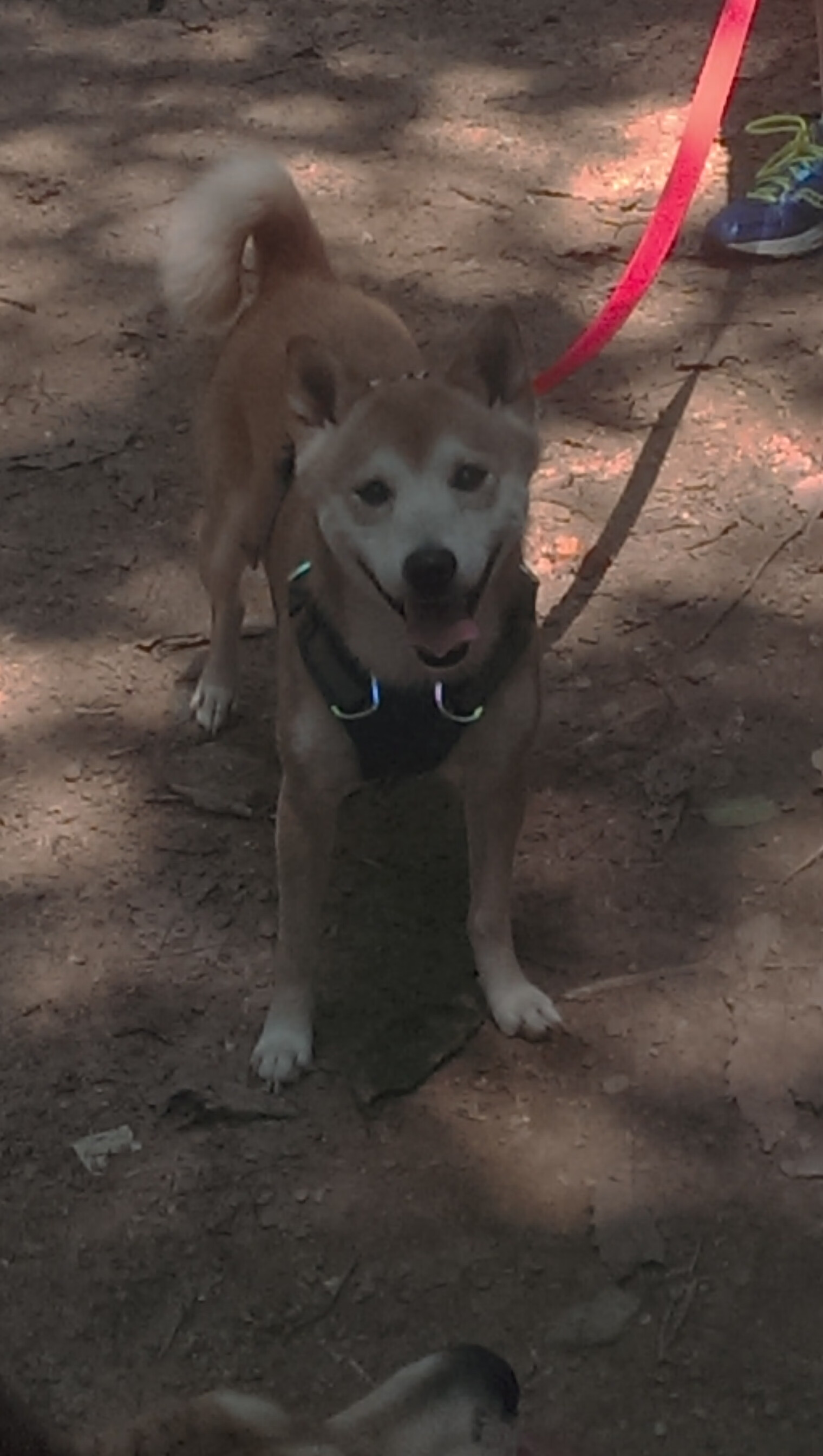 开云体育入口-钢铁活塞的窒息防守与东决之王恩比德的不朽演出