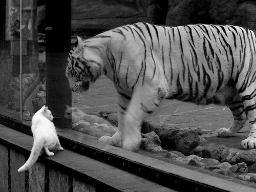 华盛顿冰封夏洛特，奇才的铁血防守如何让黄蜂在季后赛陷入寒冬