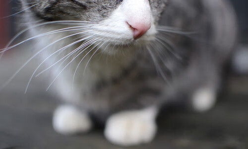 双线战场，亚平宁绿茵风暴与北美钢铁碰撞