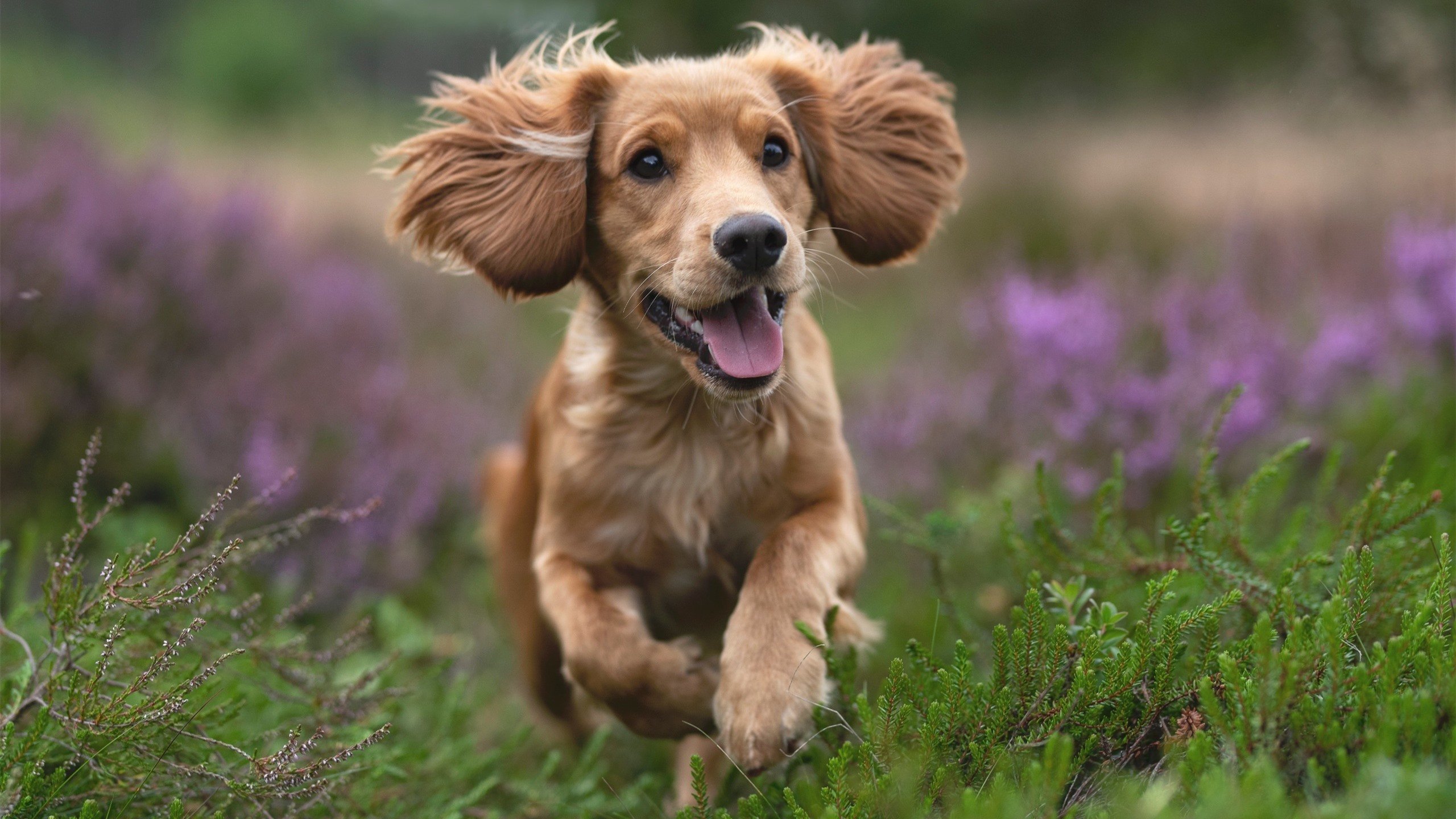 极限竞速与极地反转，当F1硝烟遇上墨西哥的晋级狂想