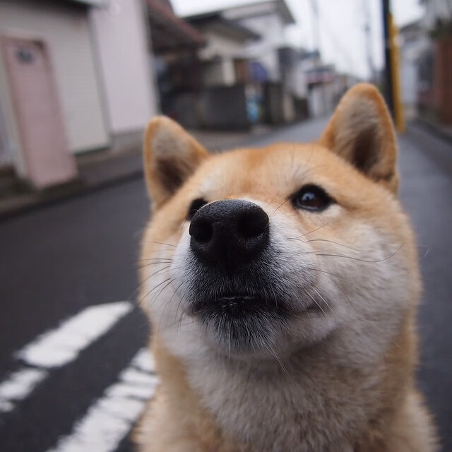 开云体育APP下载-拉齐奥闪电战击溃AC米兰，弗拉霍维奇的手术刀切开卫冕冠军