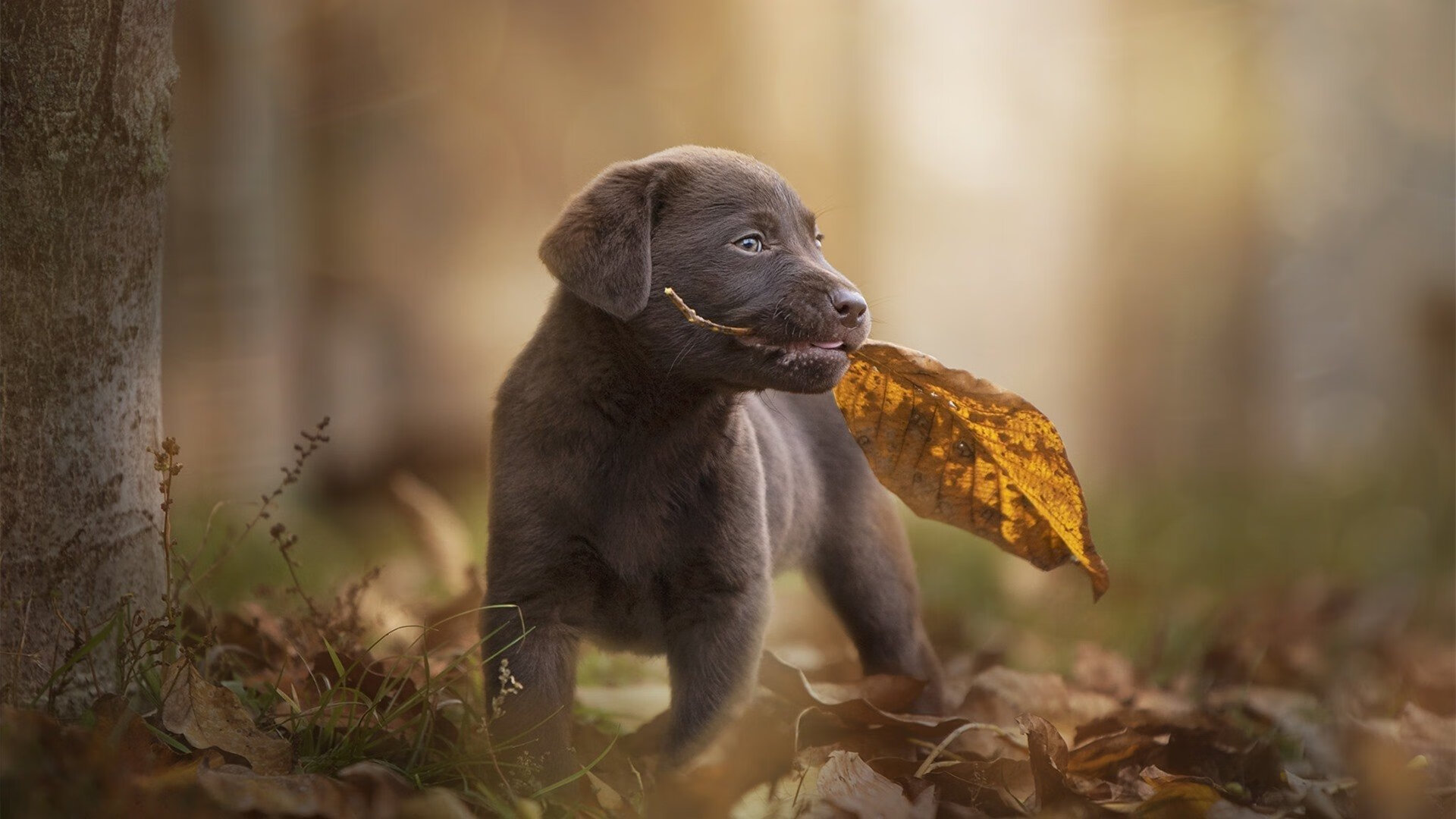 跨界接管，从奥运硬仗到英超争冠的巨星五分钟