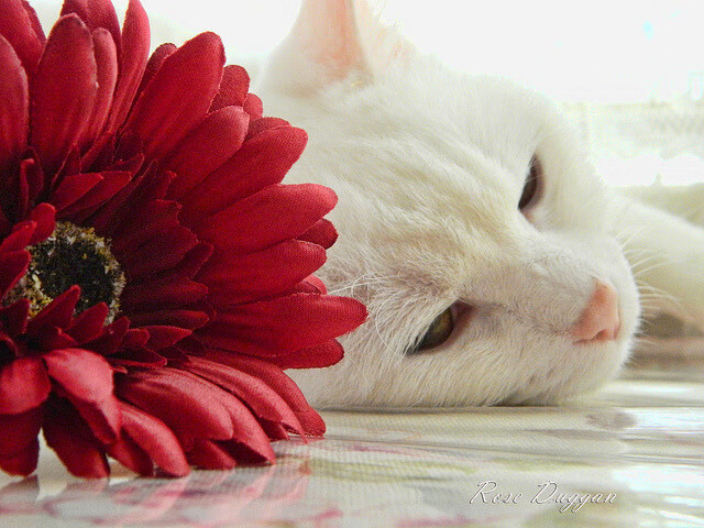 43-0！勇士窒息攻防绞杀辽宁，武切维奇末节19分定江山