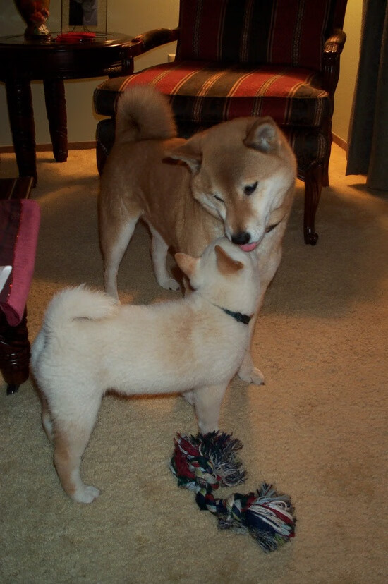 双星照彻硬仗夜，当伯纳乌遇见哈利伯顿时刻