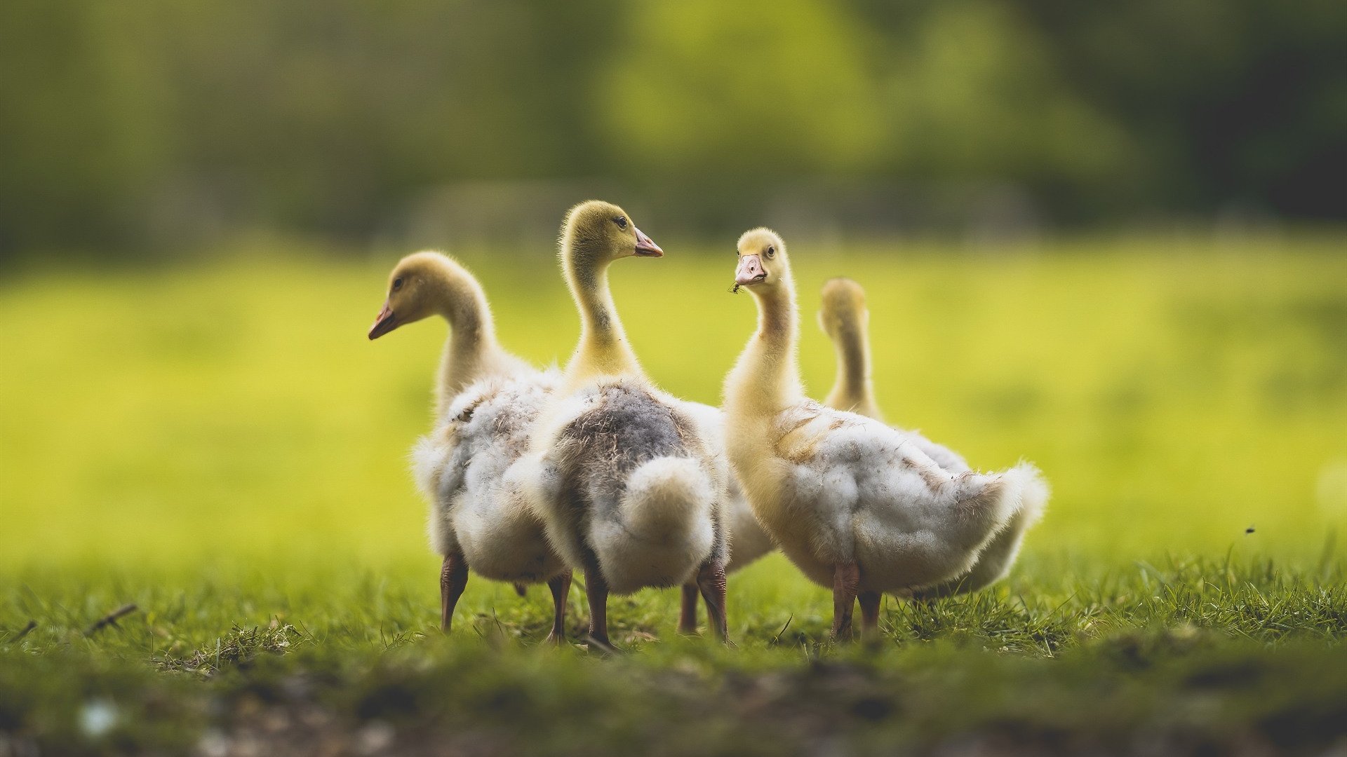 重剑无锋，C罗如何用三种无形特质引领攻防转换