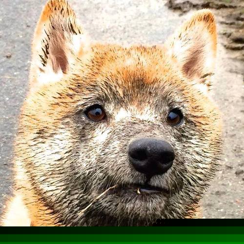 挑战不可能的壮举，火箭队加时险胜山西队，小贾伦轰下生涯新高