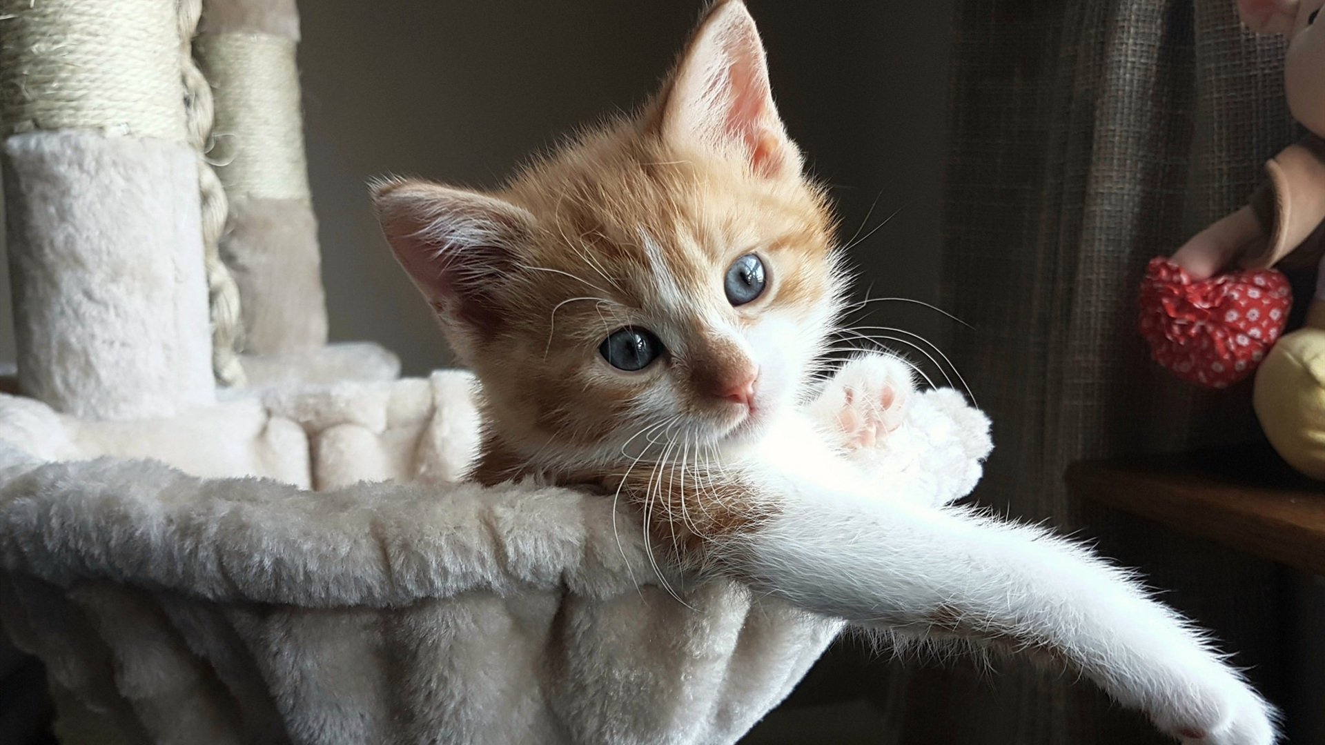 1.字母哥节奏艺术，个人统治力如何撕裂防守，步行者团队战术全面压制独行侠