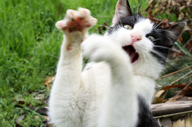 唯一没有球星的巅峰之舞,当奥利维耶的爆发遇见塞维利亚的战术火焰