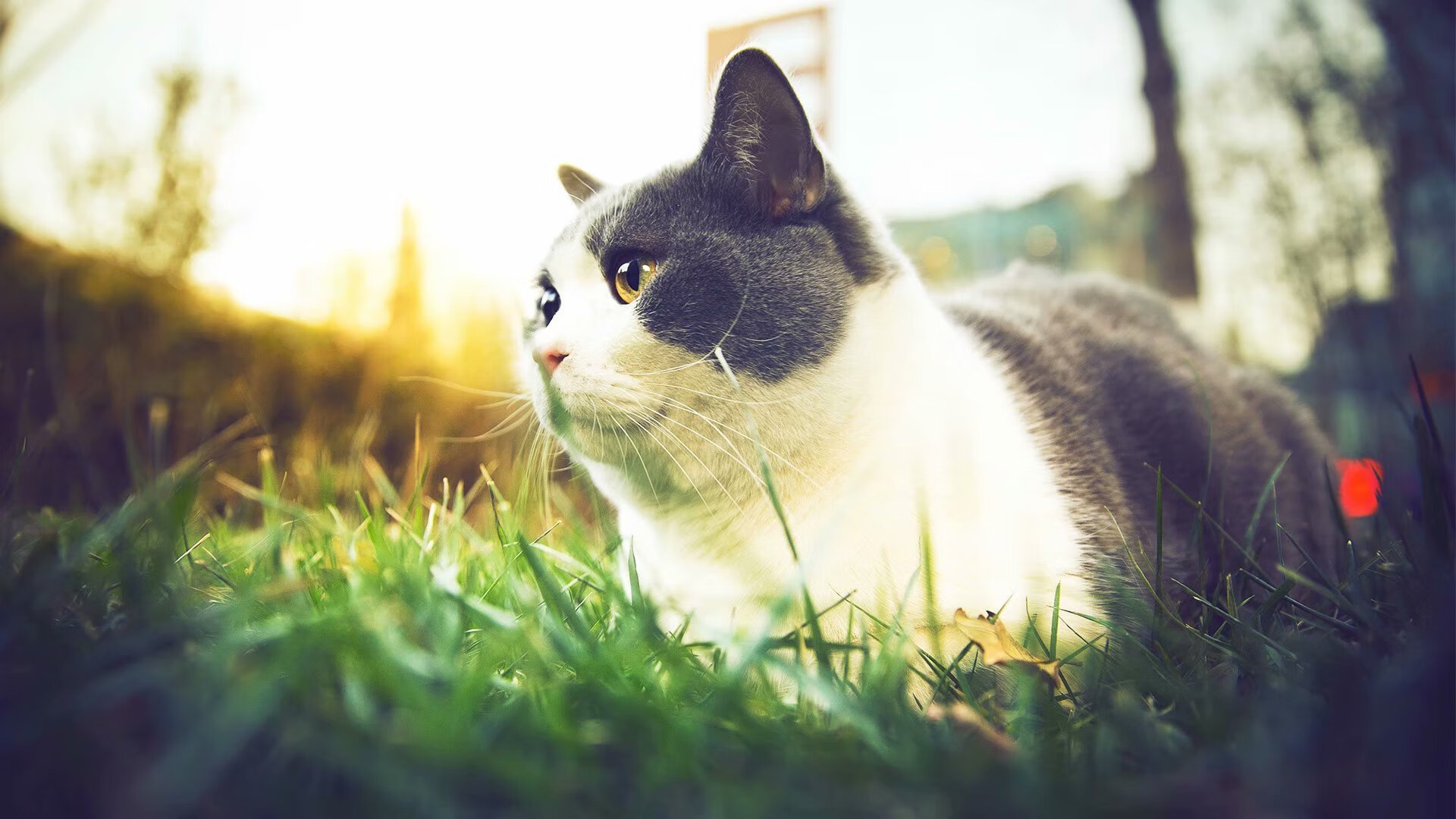 蓝色狂想曲，从马拉多纳到翻盘之夜