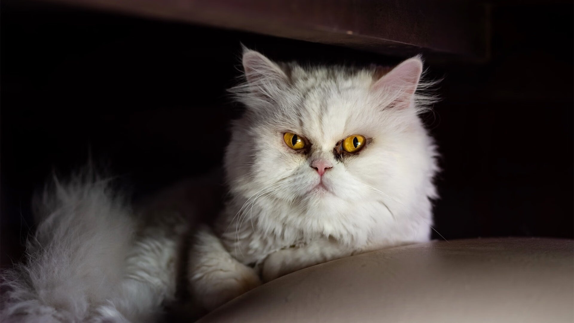 开云体育入口-浓眉锁死布克，绿军三节打卡！太阳在波士顿的寒夜中提前熄灭