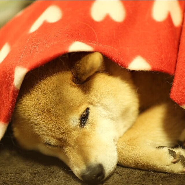 选项（请选择或组合使用）